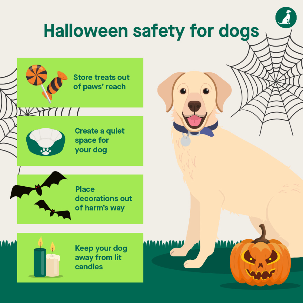 Royal Rabbits Book Halloween dangers to dogs | Dog health | Kennel Club)