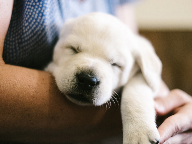 Dog being held whilst falling asleep