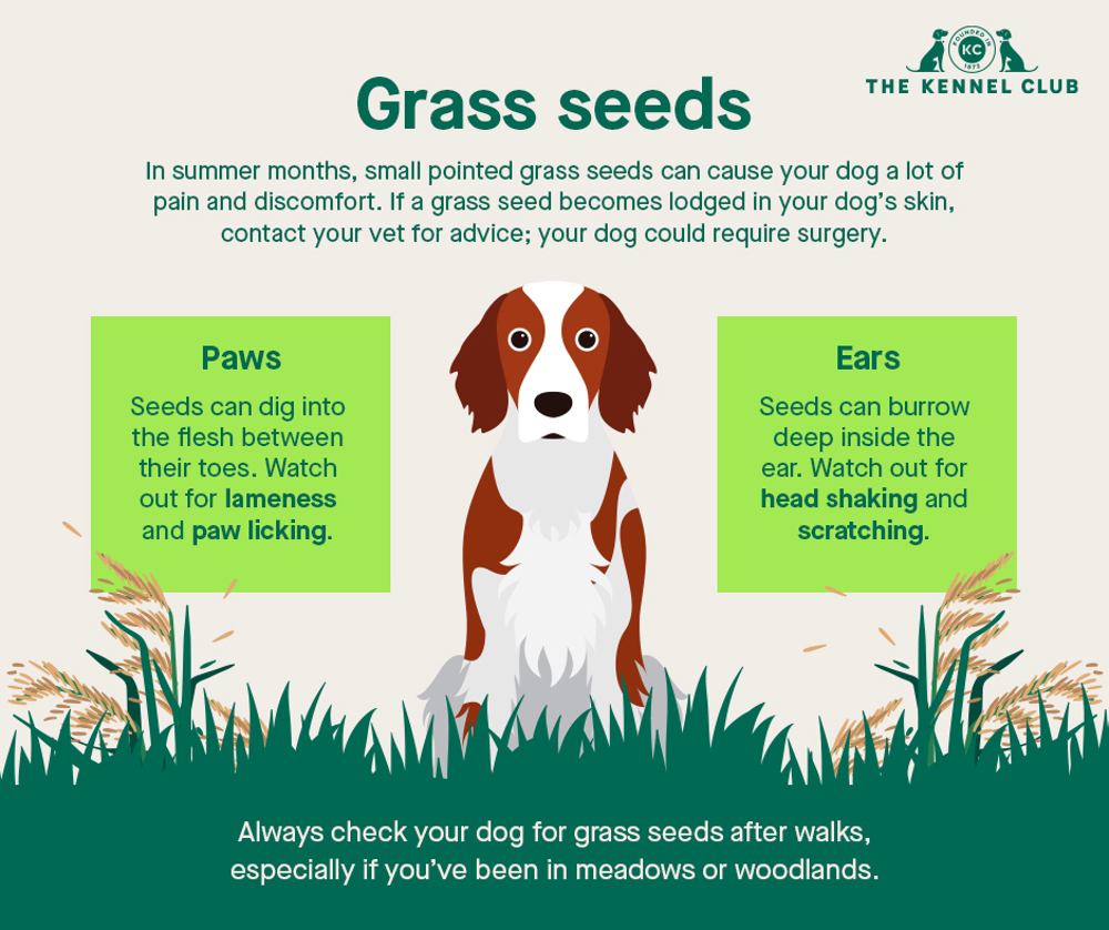Grass seeds | Dog health | The Kennel Club