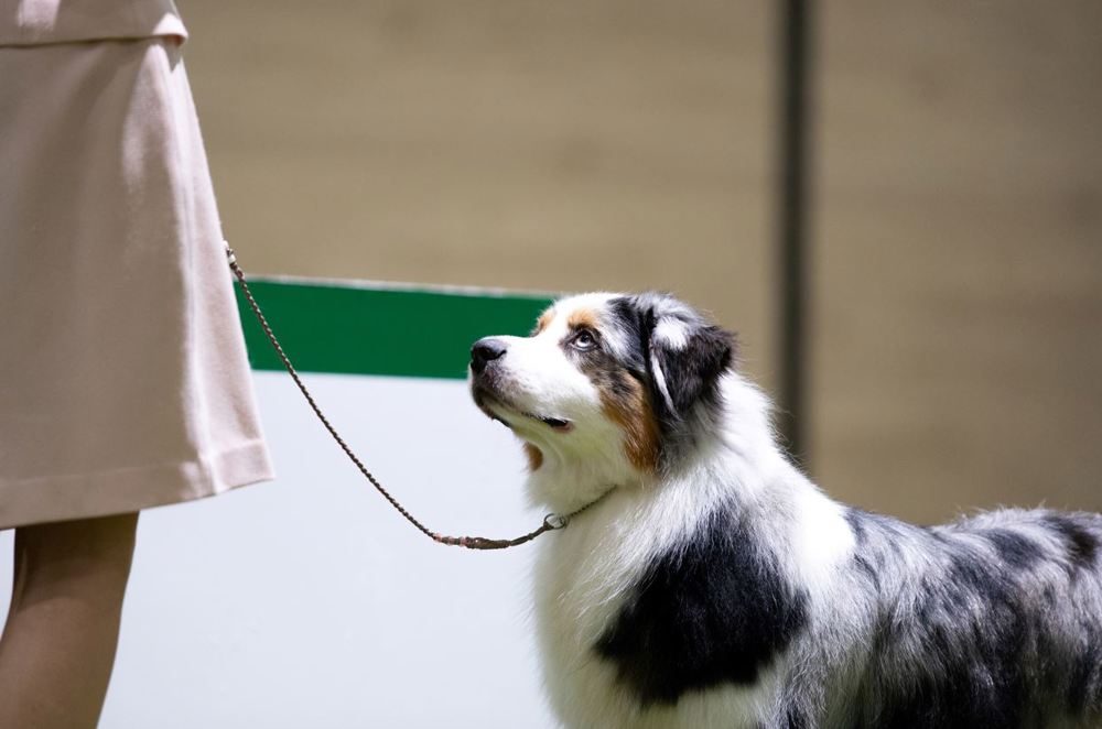 Umbraco.Cms.Infrastructure.PublishedCache.Property