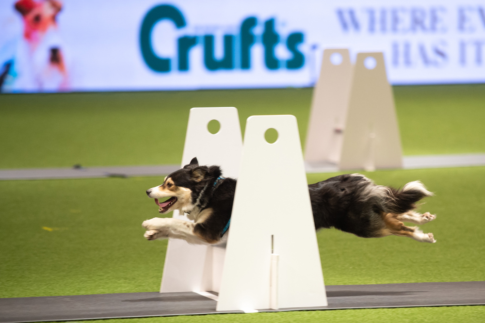 YKC flyball in the main ring