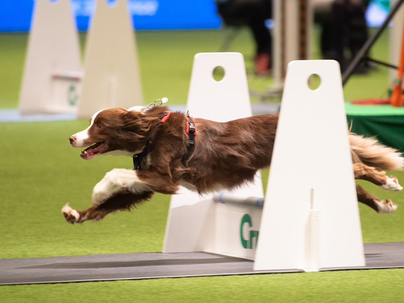 YKC flyball