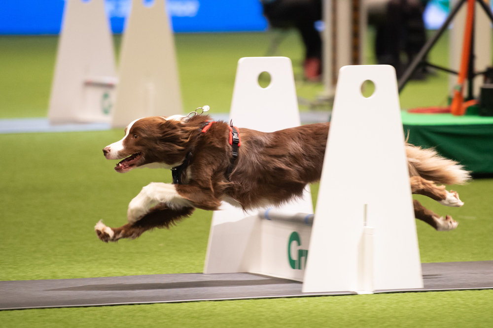 YKC flyball