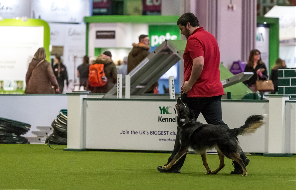 YKC obedience handler