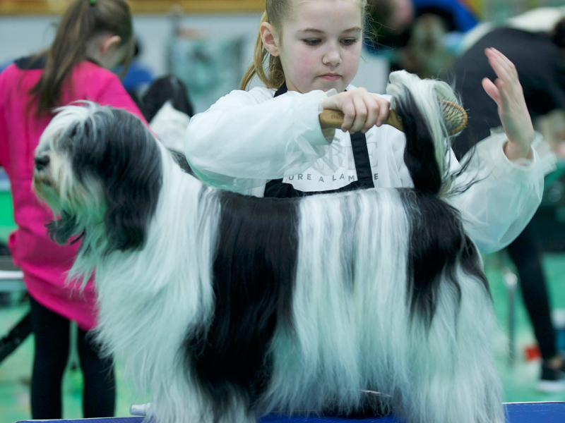 YKC member grooming dog