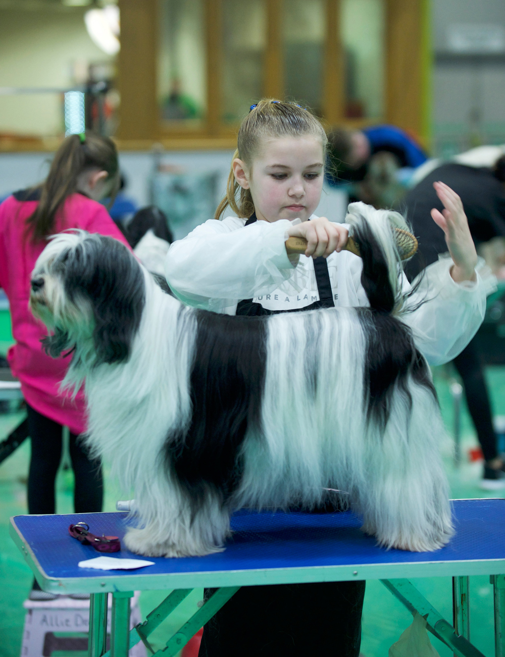 YKC member grooming dog