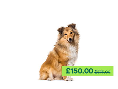 Shetland Sheepdog sitting down