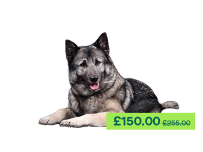 Norwegian Elkhound dog laying down