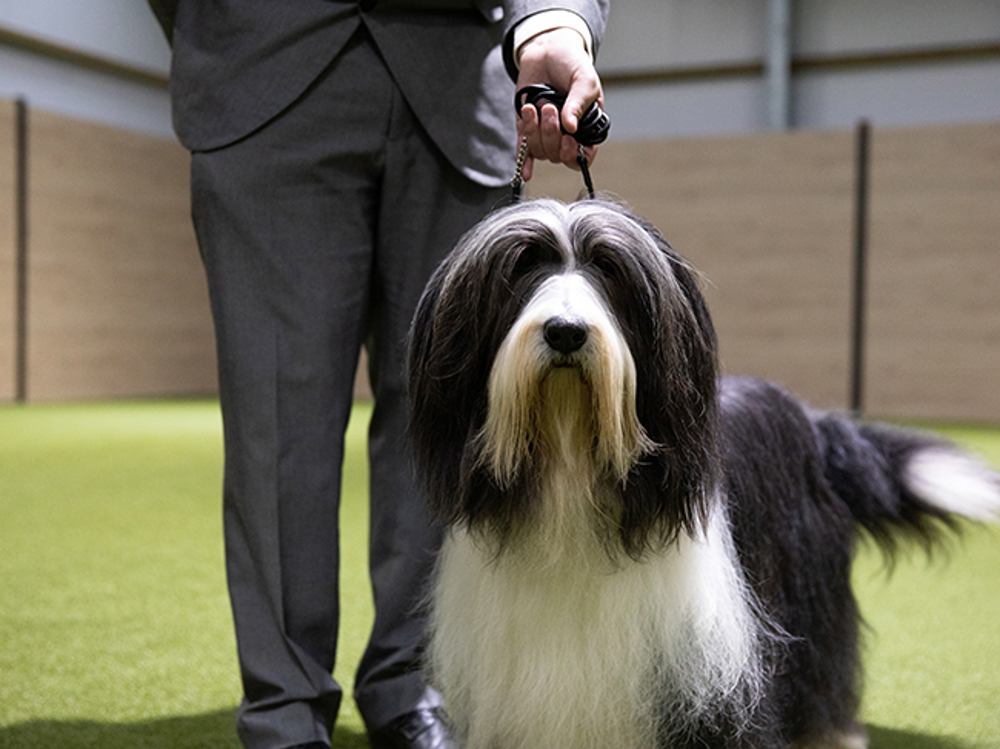 Umbraco.Cms.Infrastructure.PublishedCache.Property