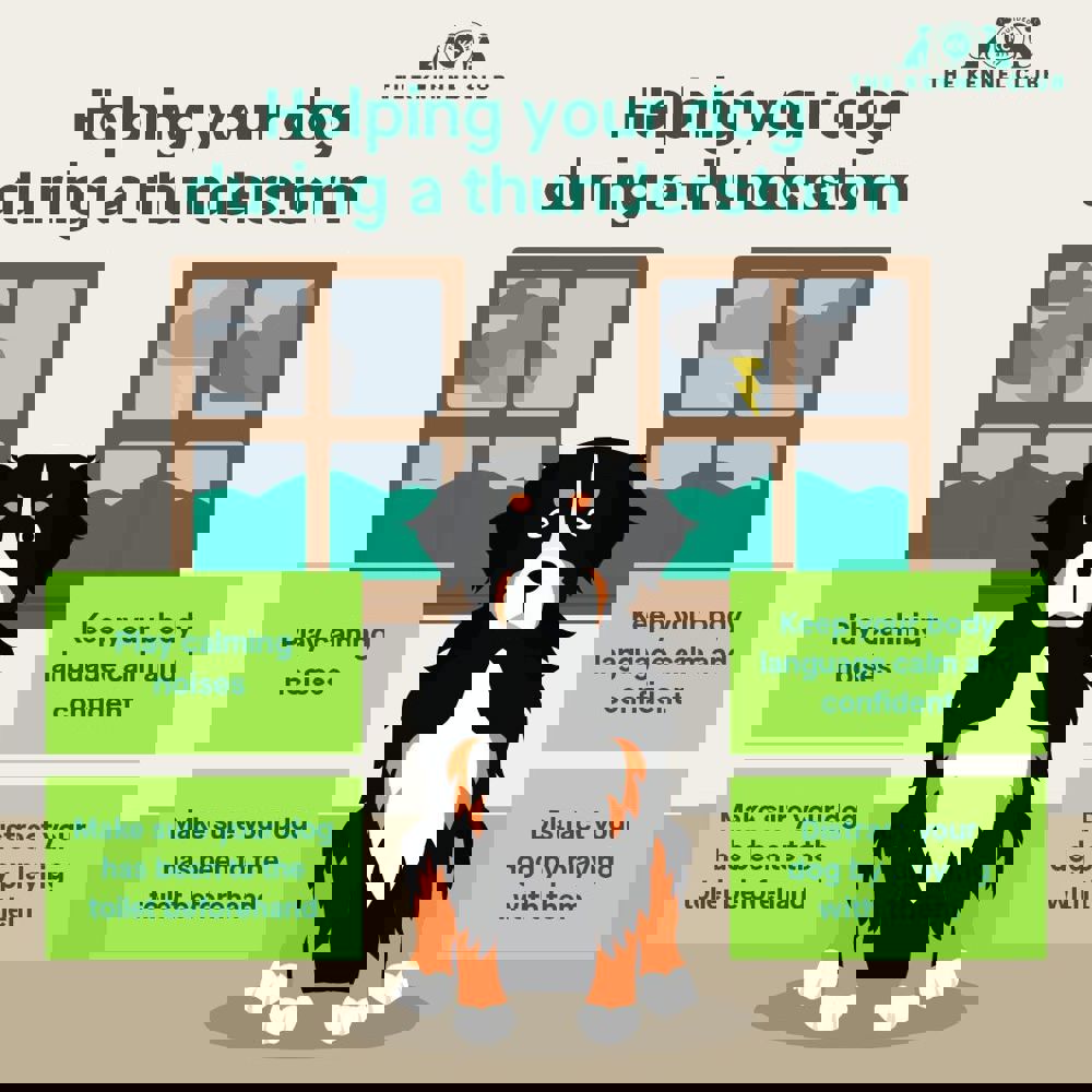 Infographic about helping your dog during a thunderstorm