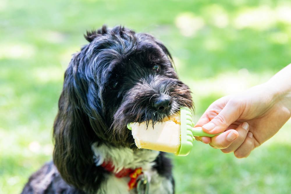 Dog eating treat in garden