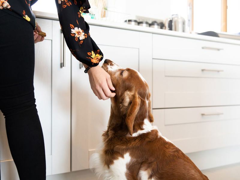 Dog sat in kitchen waiting for treat