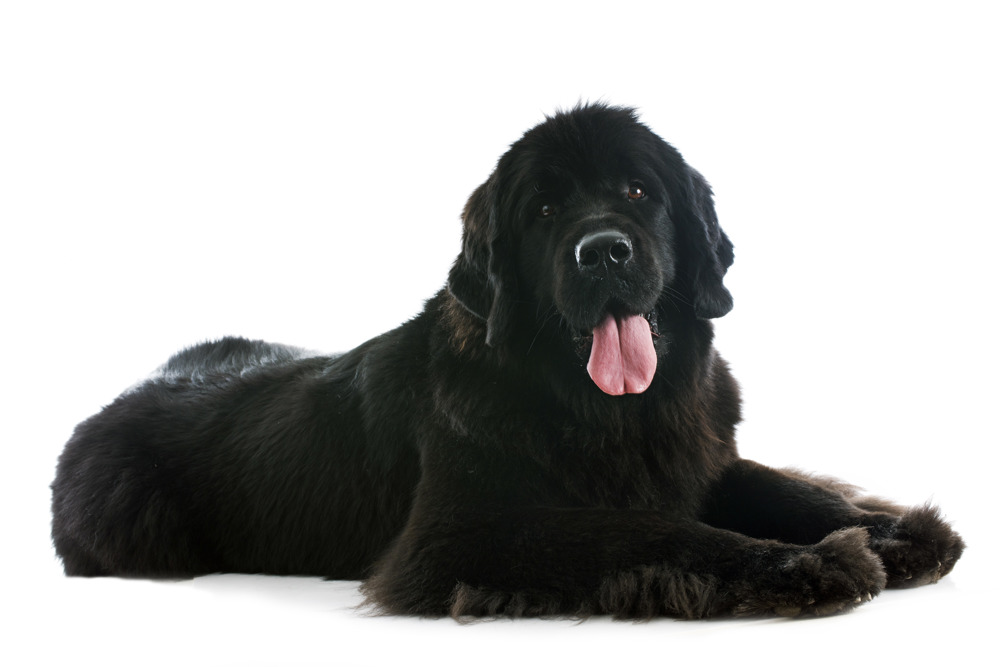 Umbraco.Cms.Infrastructure.PublishedCache.Property