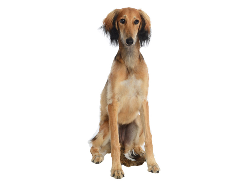 Saluki Rhodesian Ridgeback DNA Testing Services Rhodesian Ridgeback | Kennel Club