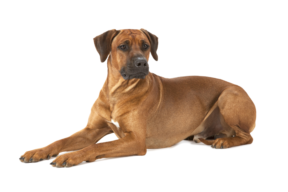 Rakeway Ridgeback DNA Testing Services Rhodesian Ridgeback | Kennel Club