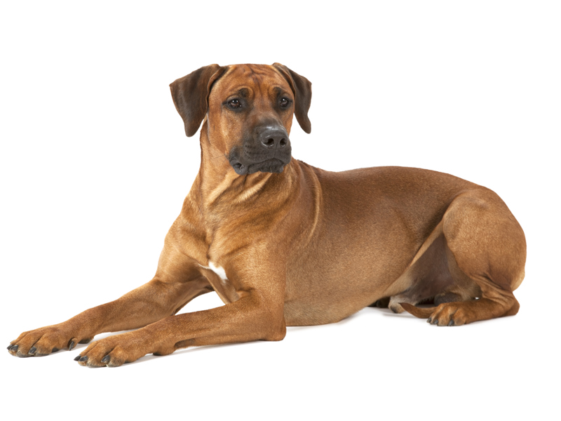 Saluki Rhodesian Ridgeback DNA Testing Services Saluki | Kennel Club
