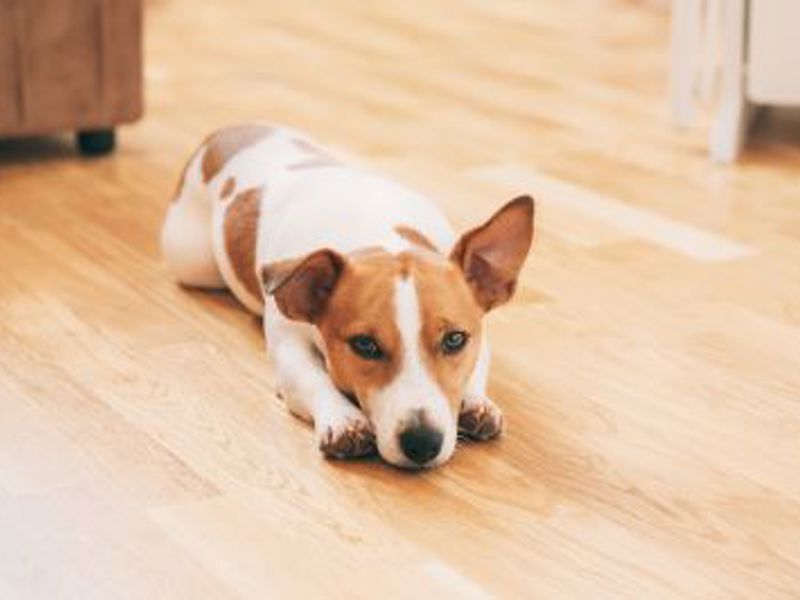 Dog laying on floor in house