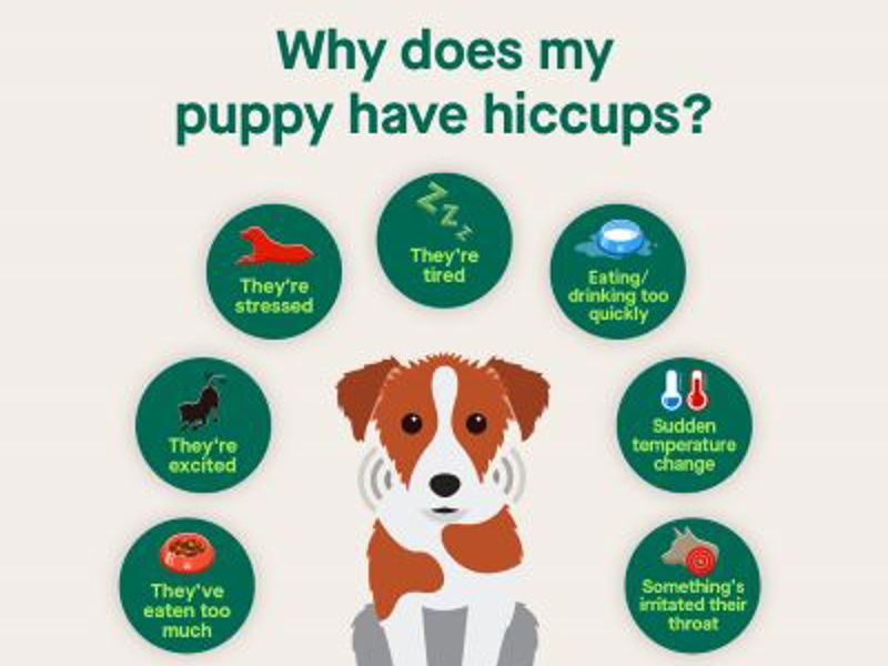 Why does my puppy have hiccups infographic