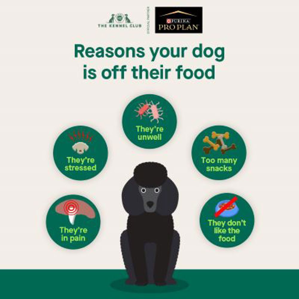 Common reasons dogs beg for human food