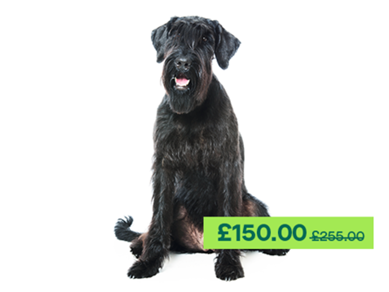 Giant Schnauzer sitting down looking at the camera