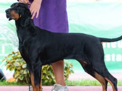 Polish Hunting Dog standing