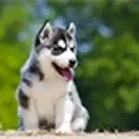 Siberian husky puppy sitting, with trees in background.
