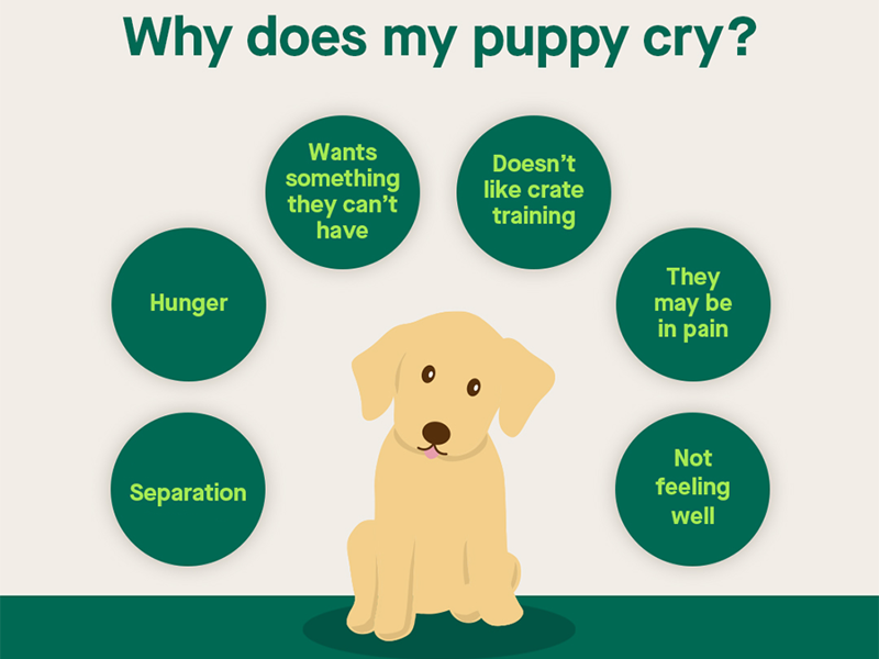 Why does my puppy cry infographic
