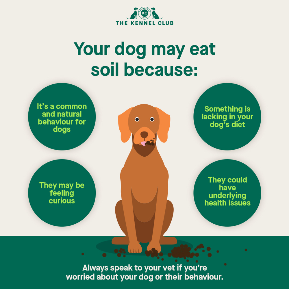 Why does my dog eat soil infographic