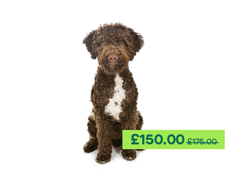 Lagotto Romagnolo dog sitting down facing the camera