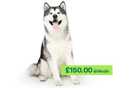 Alaskan Malamute sitting down and looking at the camera