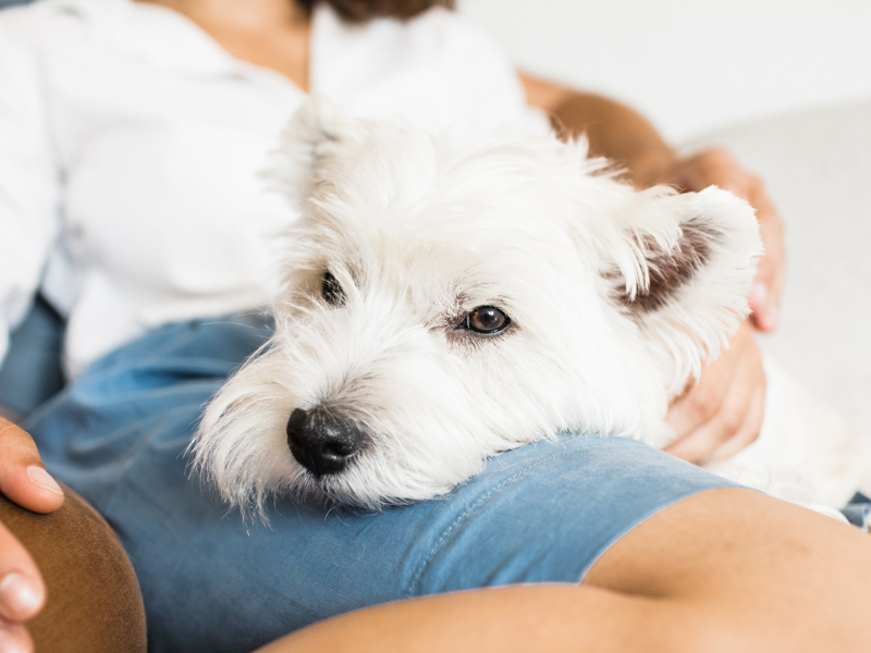 Dog's paw being held by photographer