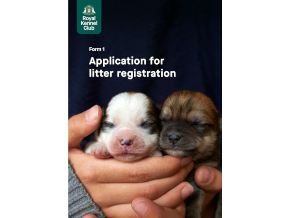 Umbraco.Cms.Infrastructure.PublishedCache.Property