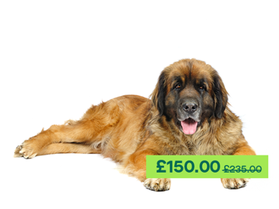 Leonberger dog laying down