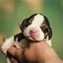 New-born white, black, and brown puppy being held one-handed.