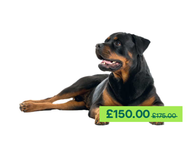 Rottweiler dog laying down