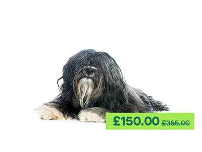 Tibetan Terrier dog laying down