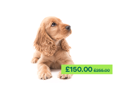 Cocker Spaniel dog laying down