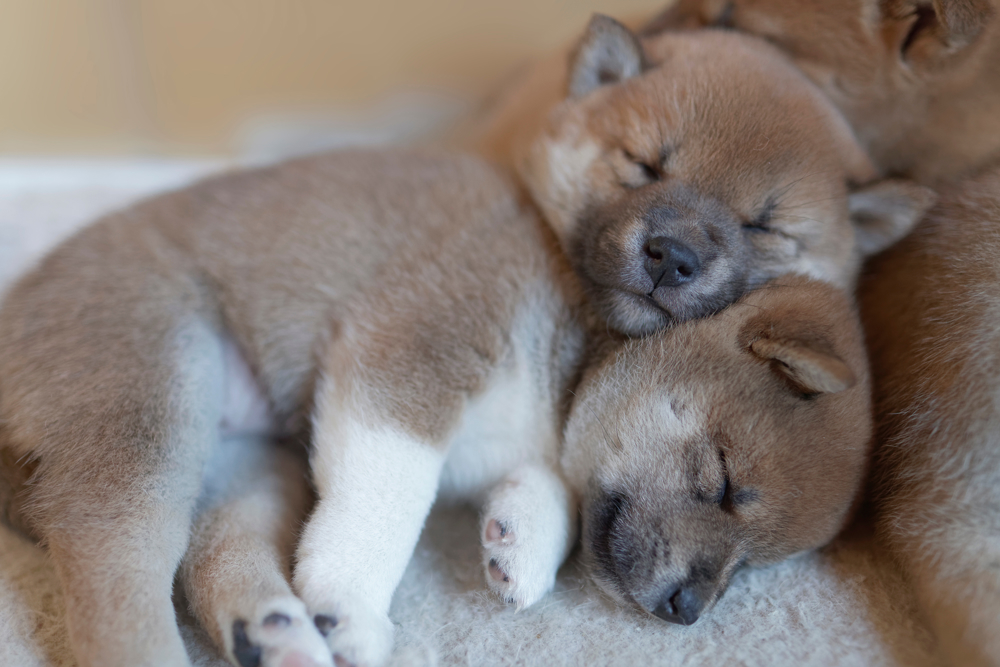 Sleeping Shiba Inu puppies.