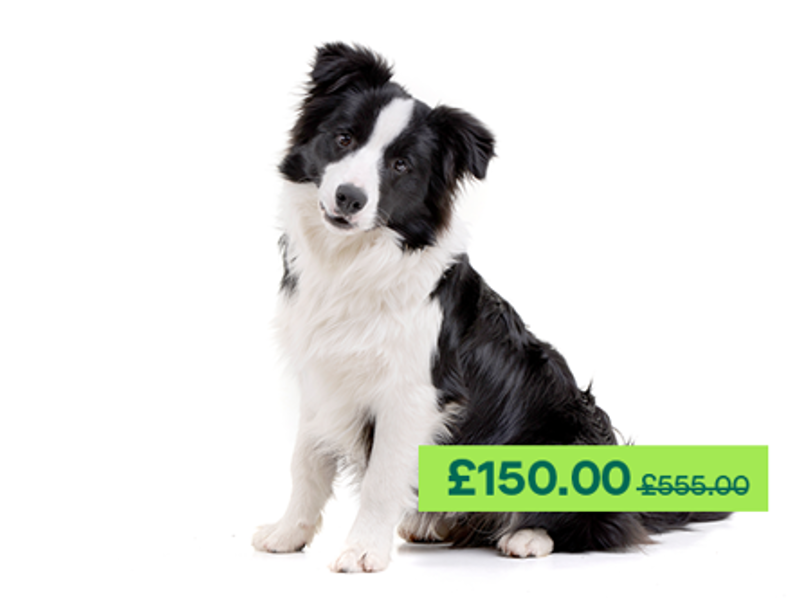 Border Collie dog sitting down