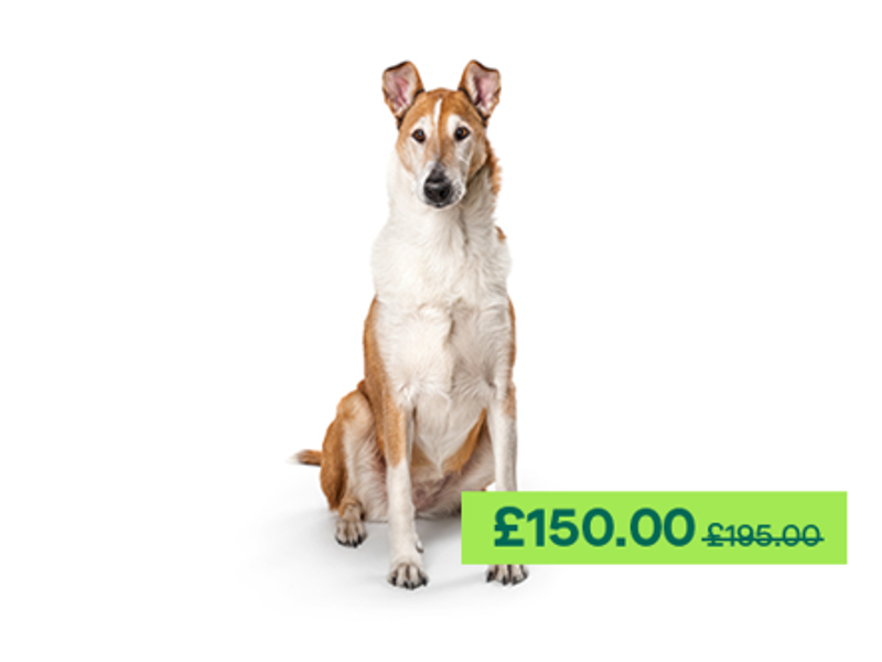 Collie (smooth) dog sitting down 