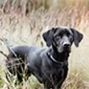 Black Labrador walking through a meadow.