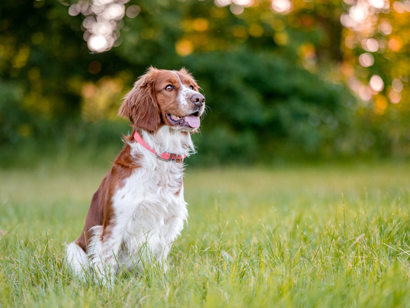 Welsh Springer Spaniel Sitting 