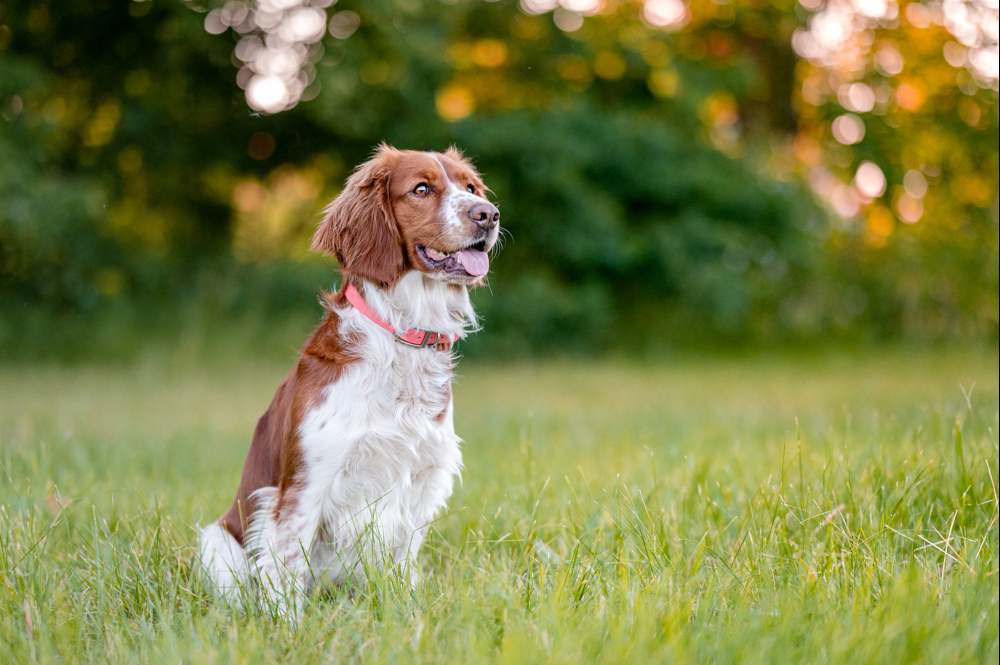 Welsh Springer Spaniel Sitting 