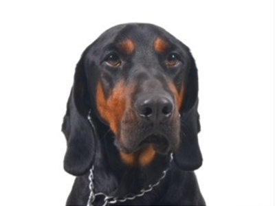 Polish hunting dog headshot