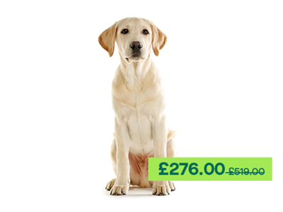 Labrador Retriever sitting down