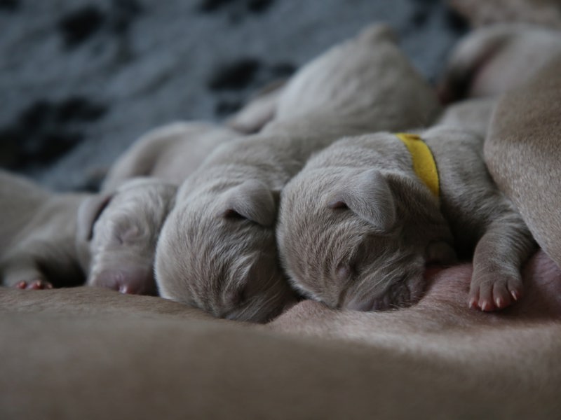 Registering your puppies with The Kennel Club. Our registration system is a simple record of a puppy's birth and heritage and provides a number of benefits supporting responsible dog ownership.