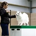 Rachel Oates showing a small white spitz dog on a green and white podium.