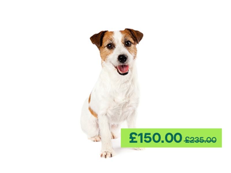 Jack Russell Terrier Sitting down