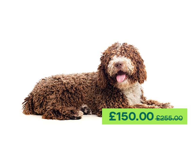 Spanish Water Dog laying down