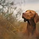 Brown Hungarian Vizsla facing the camera, but looking to the left.